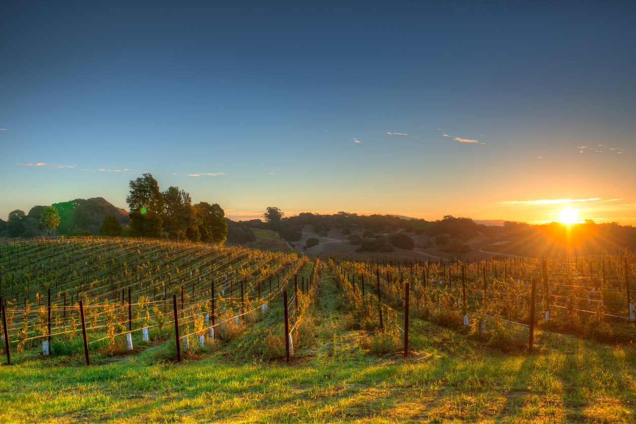 Vineyard via Istockphoto